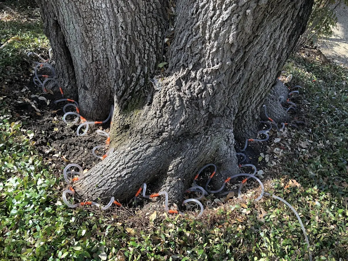 Detailed Tree Cabling and Bracing job site in Cabins