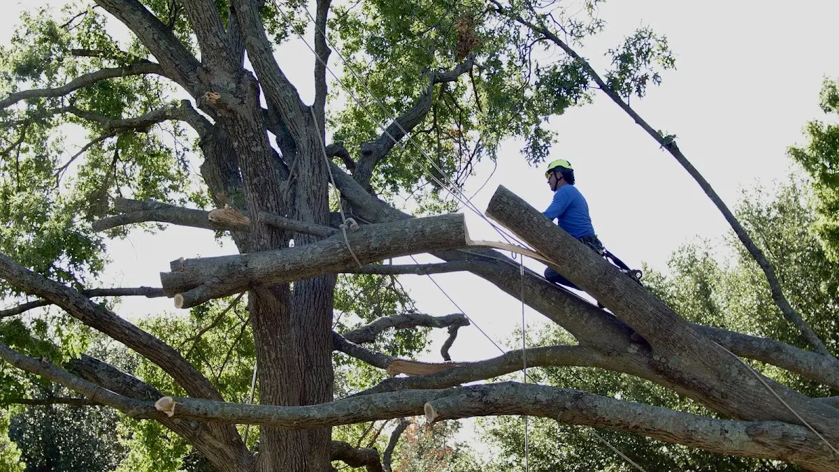 Professional Hazardous Tree Removal performed by certified arborists in Cabins