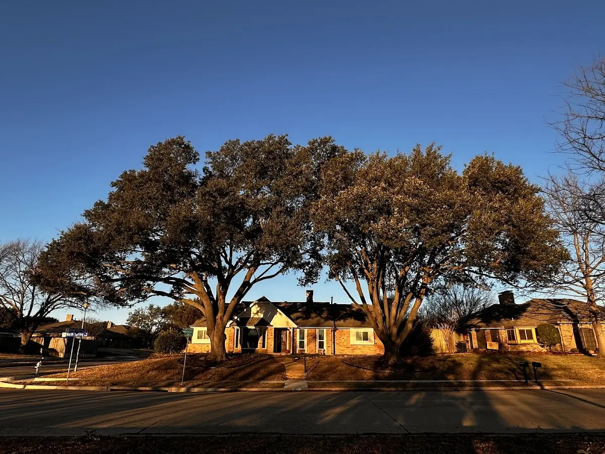 Established residential canopy tree shading a home in Cabins